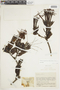 Tristerix longebracteatus (Desr.) Barlow & Wiens, COLOMBIA, F