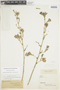Malesherbia linearifolia (Cav.) Poir., CHILE, F