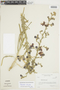 Malesherbia linearifolia (Cav.) Poir., CHILE, F