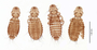 28580 Bucerocolpocephalum emersoni PT v IN