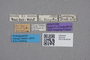 2819126 Brachida burgeoni ST labels IN