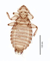 28558 Chapinia traylori PT d IN