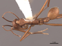 62986 Aphaenogaster araneoides D IN