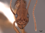 62986 Aphaenogaster araneoides H IN