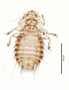 28594 Chapinia fasciati PT v IN
