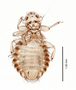 28606 Chapinia fasciati PT v IN