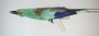 FMNH 40783