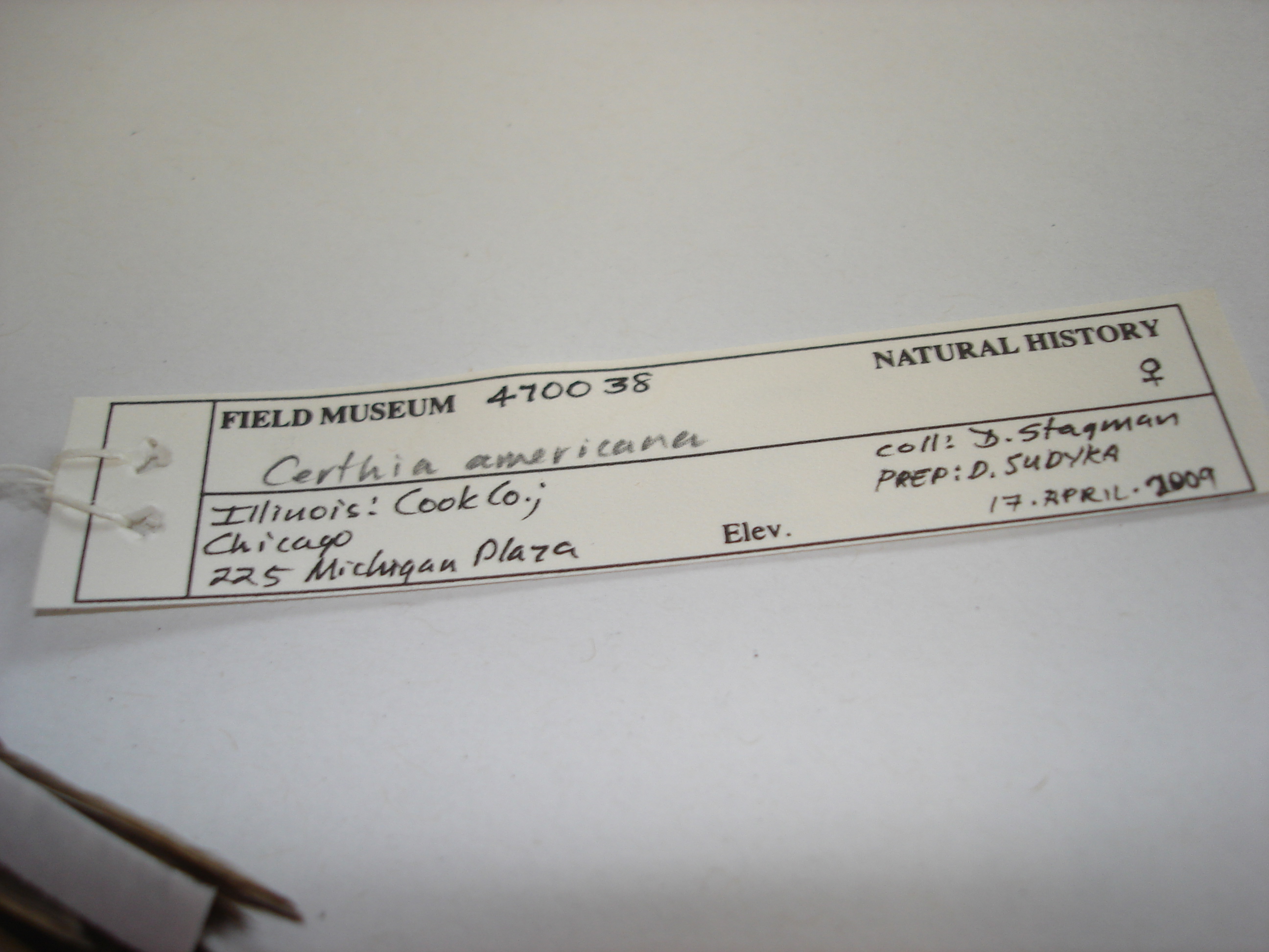 FMNH 47003 | Zoological Collections