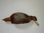 FMNH 84362
