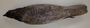 FMNH 152001
