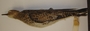 FMNH 157734