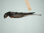FMNH 250551
