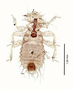 28556 Chapinia traylori PT v IN