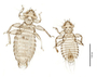 28565 Chapinia traylori PT v IN