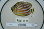 120339_Chaetodon_ornatissimus_lat_T431_3_FZ