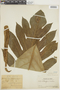 Artocarpus incisus (Thunb.) L. f., PERU, F