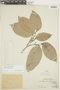 Brosimum alicastrum subsp. alicastrum, PERU, F