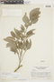 Brosimum alicastrum subsp. bolivarense (Pittier) C. C. Berg, VENEZUELA, F