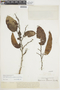 Brosimum alicastrum subsp. bolivarense (Pittier) C. C. Berg, PERU, F