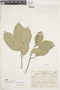 Brosimum alicastrum subsp. bolivarense (Pittier) C. C. Berg, ECUADOR, F