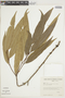 Clarisia ilicifolia (Spreng.) Lanj. & Rossberg, BRAZIL, F