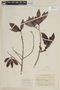 Conocarpus erectus L., COLOMBIA, F