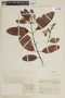 Laguncularia racemosa (L.) C. F. Gaertn., COLOMBIA, F