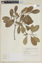 Laguncularia racemosa (L.) C. F. Gaertn., BRAZIL, F