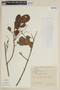 Laguncularia racemosa (L.) C. F. Gaertn., BRAZIL, F