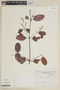 Laguncularia racemosa (L.) C. F. Gaertn., VENEZUELA, F