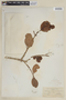 Laguncularia racemosa (L.) C. F. Gaertn., VENEZUELA, F