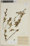 Terminalia australis Cambess., ARGENTINA, F
