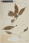 Nothotalisia peruviana (Standl.) W. W. Thomas, PERU, F