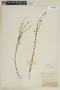 Cuphea graciliflora Koehne, BRITISH GUIANA [Guyana], F