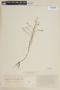 Cuphea anagalloidea A. St.-Hil., BRAZIL, F