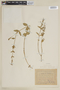 Cuphea racemosa (L. f.) Spreng., URUGUAY, F