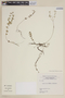 Cuphea varia Koehne ex Bacig., URUGUAY, F