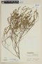 Heimia myrtifolia Cham. & Schltdl., URUGUAY, F