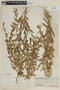 Heimia salicifolia Link var. salicifolia, URUGUAY, F