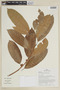 Ficus coerulescens (Rusby) Rossberg, PERU, F
