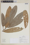 Naucleopsis krukovii (Standl.) C. C. Berg, PERU, F