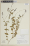 Salvia gilliesii Benth., ARGENTINA, F