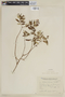 Salvia gilliesii Benth., ARGENTINA, F