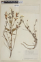 Salvia hirta Kunth, ECUADOR, F