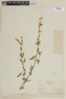 Salvia oppositiflora Ruíz & Pav., PERU, F