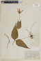 Salvia oxyphora Briq., BOLIVIA, F