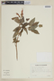 Salvia quitensis Benth., ECUADOR, F