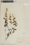 Salvia rypara Briq., BOLIVIA, F