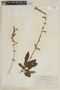 Salvia scandens Epling, PERU, F