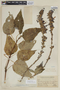Salvia speciosa C. Presl ex Benth., PERU, F